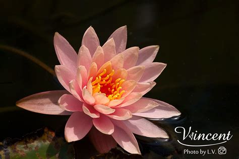 睡蓮 花式圖|睡蓮 Water Lilies